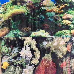 Фон двухсторонний 60см. Кораллы (синий) - Кораллы (синий)