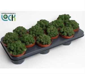 Молочай Сюзанный 10,5см