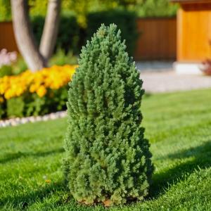 Сосна кедровая Лимба C 3 20-30 1