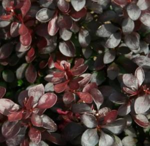 Барбарис тунберга Чоколат Саммер v2 Lav