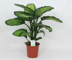 Диффенбахия Мароба С24 Н90