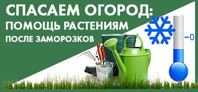 Помощь растениям после заморозков