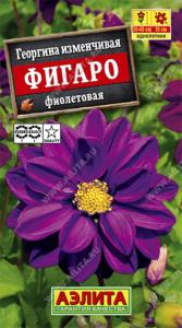 Георгина Фигаро ,махр.,фиолетовый Аэл.
