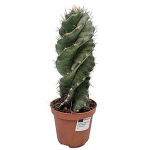 Цереус Форбеси Спиралис 10см