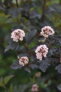 Пузыреплодник калинолистный (Physocarpus opulifolius LITTLE DEVIL® Donna May PBR) С2 Н35-40 