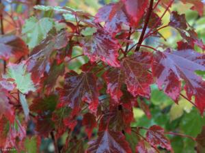Клен остролистный (Acer platanoides Rubrum) C10 Pa Н120 - 140