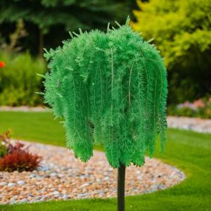 Лиственница европейская Пули C7,5 Шт 120 1