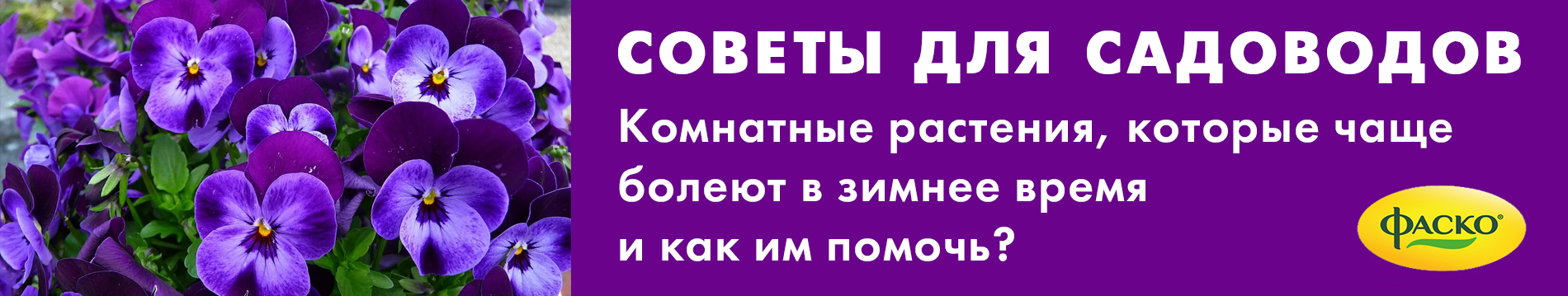 Комнатные растения, которые чаще болеют в зимнее время и как им помочь?