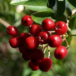 Рябина обыкновенная Рубиновая, П20 (Питомник Малахит) 1