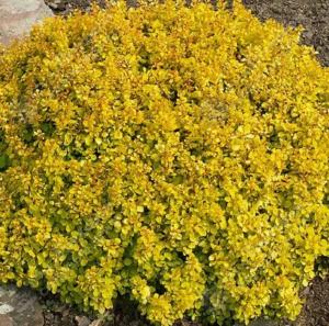 Барбарис Тунберга Тини Голд 20-40 С2 ГлХ