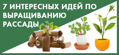 7 интересных идей по выращиванию рассады 7 интересных идей по выращиванию рассады