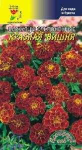 Бархатцы откл.Красная вишня, (низк.махр). Цвет.Сад