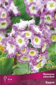 Примула ушковая Бартл 1шт (сиреневый с белым центом, h20см, l) Капер
