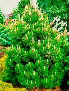 Скриншот 21-04-2026 113941