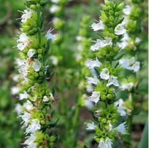 Иссоп лекарственный, C3 (белый)