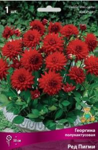 Георгина полукактусовая Ред Пигми