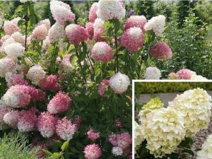 Гортензия метельчатая  Коттон Крем С3 СП-22