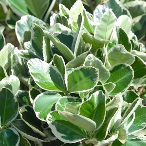 Бересклет японский Кэтти C5 Шт 80 1