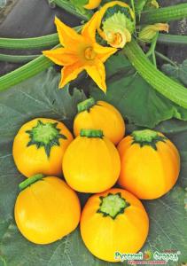 Кабачок Апельсинка F1 10шт.Вкуснятина НК Кабачок Апельсинка F1 10шт.Вкуснятина НК