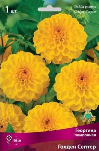 Георгина Голден Септер 1шт