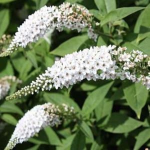 Буддлея Давида (Buddleja davidii White Profusion) C3 Н40 - 60