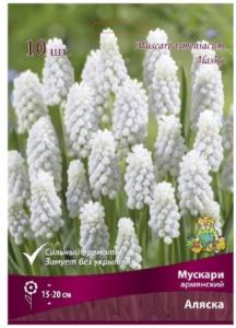 Мускари Армянский Аляска 10шт (снежно-белый с голубым оттенком, 7/8, h15-20см)
