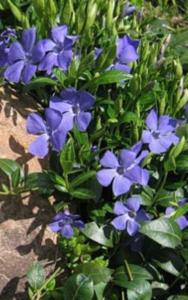 Барвинок малый Ла Грэйв (С1,5)