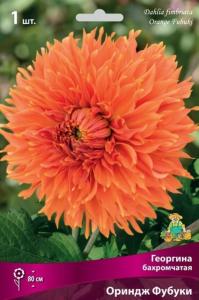 Георгина бахромчатая Ориндж Фубуки (насыщенно-оранжевый, кончики лепестков более светлые, 1шт, I)