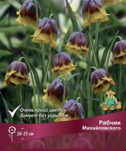 Рябчик (Фритиллярия) Михайловского 5шт (пурпур-фиолет с золотисто-желтым краем, 5+, h20-25)