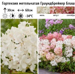 Гортензия метельчатая Граундбрейкер Блаш С5 (Самарский Питомник)