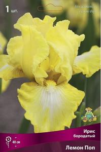 Ирис бородатый Лемон Поп (лимонно-желтый, края слегка гофрированные, 1шт, I, h40см) Ирис бородатый Лемон Поп (лимонно-желтый, края слегка гофрированные, 1шт, I, h40см)