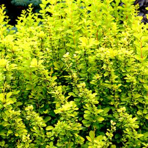 Барбарис тунберга Мария C 3 20-30 1