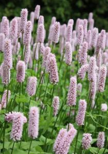 Горец змеиный Superba, C3