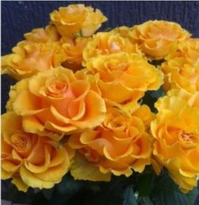 Роза Сфинкс чайно-гибридная 1шт (Сиберика)