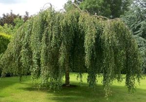 Береза повислая Юнги