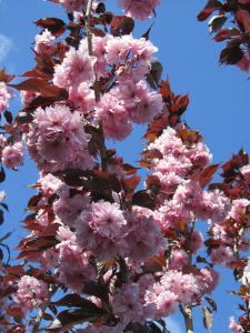 Вишня мелкопильчатая (Prunus serrulata Royal Burgundy) С15 PA Н180-200