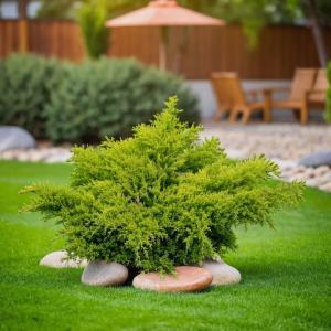 Можжевельник средний Олд Голд пфитцериана C 7,5 40-50 1