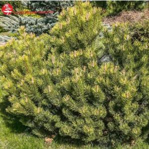 Сосна горная Офир 30-50 С7,5 ГлХ