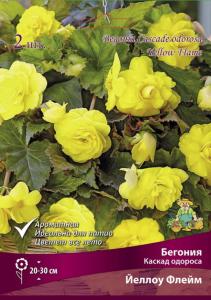 Бегония Каскад одороса Йеллоу Флейм