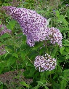 Буддлея Давида Гулливер, P9, в туб.