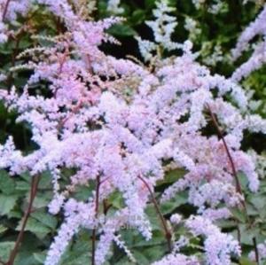 Астильба Тунберга Бетси Каперус С3 (Питомник Малахит)