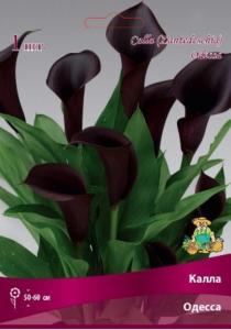 Калла Одесса 1шт 14-16