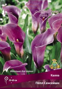Калла Пёпл Сенсейшн