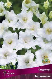 Гладиолус гофрированный Тарантелла (снежно-белый с кремовым центром, в бутонах кремовый, 10шт,10-12)