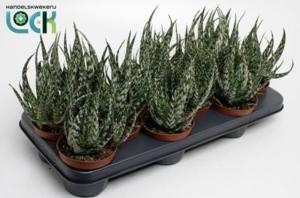 Алоэ Жако 10,5см Алоэ Жако 10,5см