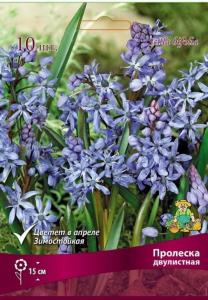 Пролеска (Сцилла) двулистная 10шт (голубые, белые, розовые, 4-5)