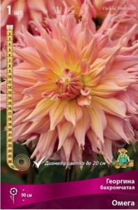 Георгина бахромчатая Омега (оранжево-розовый, диаметр цветка 20см, 1шт, I)