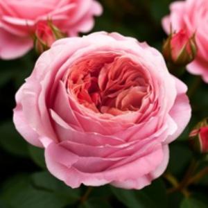 Роза Пинк Экспрешн 1шт чайно-гибридная (Сем Алт)