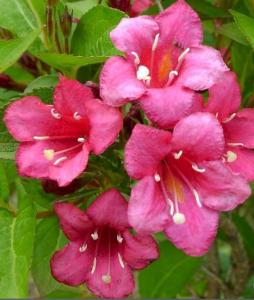 Вейгела Бристол Руби