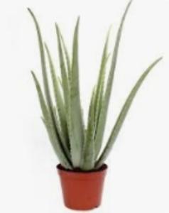 Алоэ Вера XI D10,5 H38